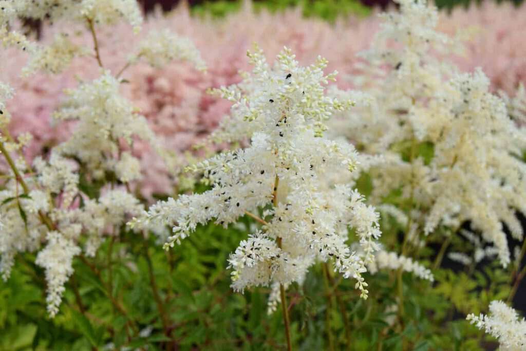Astilbe x arendsii 'Brautschleier'  White ---